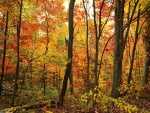 Un bosque en otoño