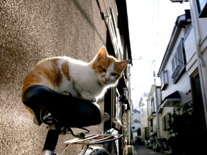 Gato sobre un bicicleta