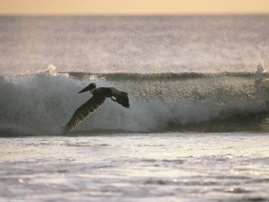 Pelícano volando sobre el mar