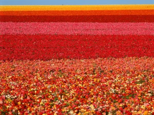Postal: Hermoso campo de flores