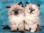 Dos gatitos himalayos