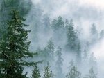 Niebla entre los pinos del bosque