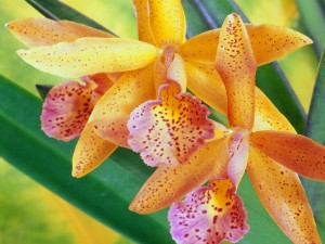 Postal: Hermosas orquídeas amarillas