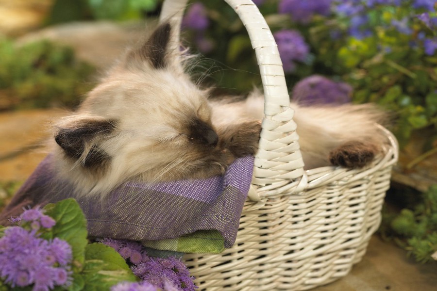 Gatito durmiendo dentro de una cesta