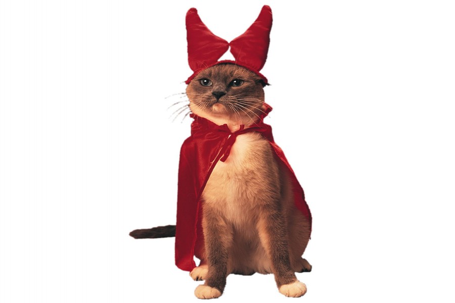 Un gato disfrazado para Halloween