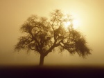Sol y niebla junto al árbol