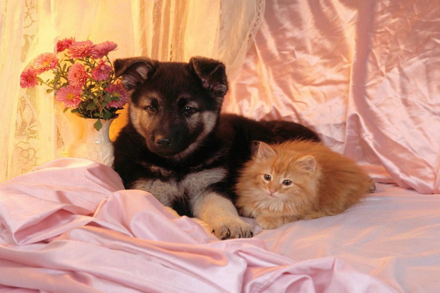 Perro y gato tumbados en unas sábanas rosas