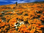 Hermoso campo de flores naranjas