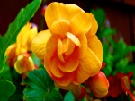 Magnífica flor amarilla