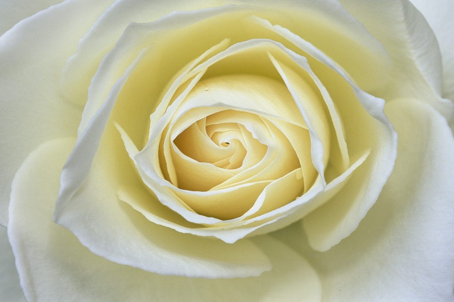 Una hermosa rosa blanca