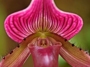 Una hermosa orquídea