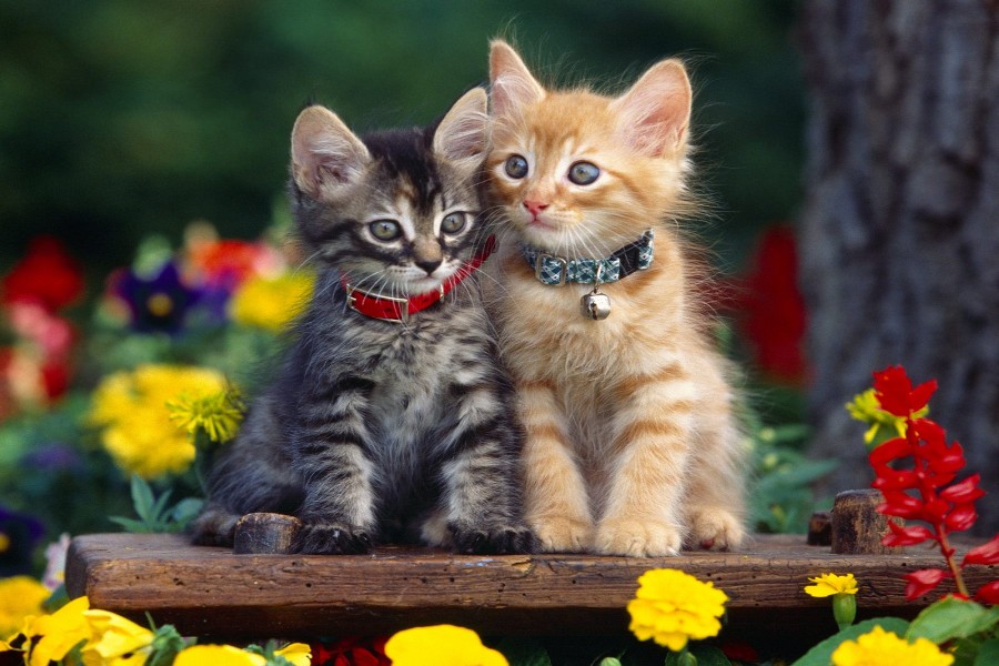 Dos gatitos junto a las flores
