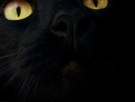La cara de un gato negro