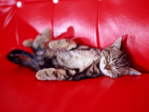 Gato durmiendo en un sofá rojo