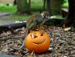 Mono sentado en una calabaza tallada para Halloween