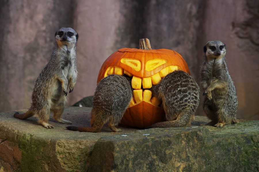 Suricatas junto a una calabaza de Halloween