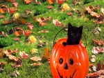 Gatito negro dentro de una calabaza