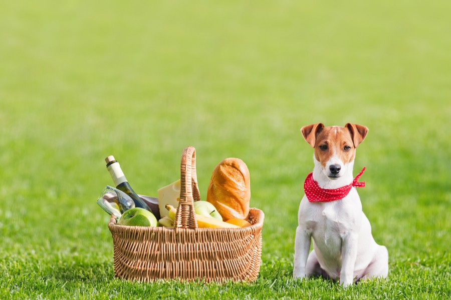 Perro sentado en el césped junto a una cesta de picnic
