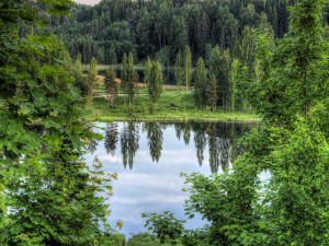 Postal: Un pequeño lago entre la hermosa vegetación