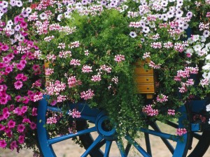 Flores en una carreta
