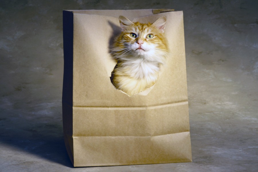 Gato dentro de una bolsa de papel