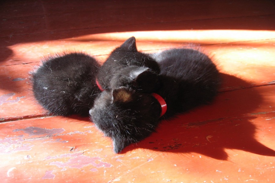 Dos gatitos durmiendo al sol
