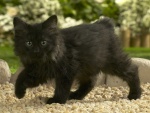 Un gatito negro caminando