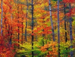 Los colores del otoño en el bosque