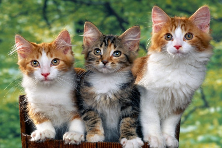 Tres bonitos gatos