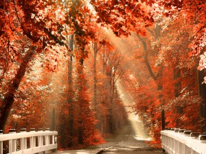 El sol a través de las hojas de otoño ilumina la carretera