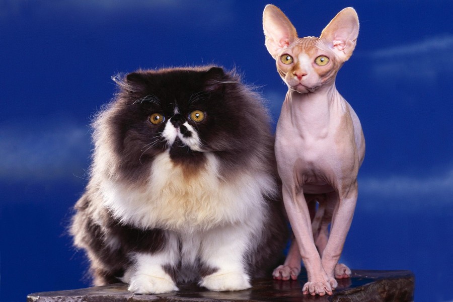Gato con mucho pelo junto a un gato sin pelo