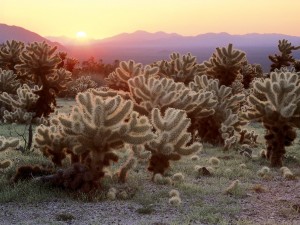 Postal: Bonitos cactus en el desierto