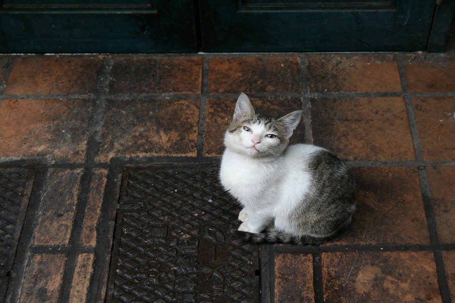 Un pequeño gato callejero