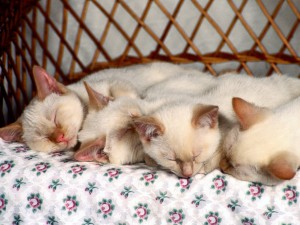 Postal: Gatitos durmiendo juntos