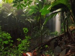 Cascada en la jungla