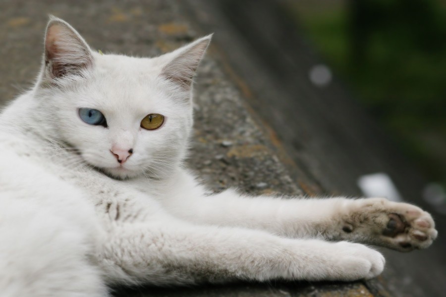 Gato blanco con un ojo azul y otro naranja