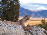 Puma descansando sobre la roca