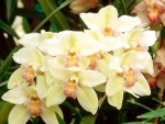 Hermosas orquídeas blancas