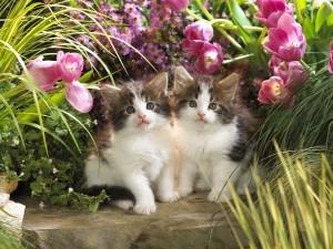Postal: Dos gatitos en el jardín