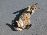 Gato tumbado en el asfalto