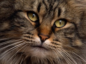 Postal: La cara de un bonito gato