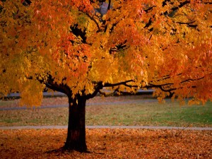 Belleza de otoño con hojas color naranja