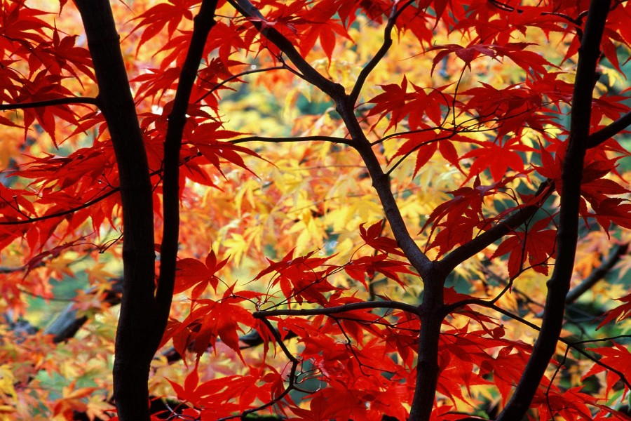 Arces japoneses en otoño