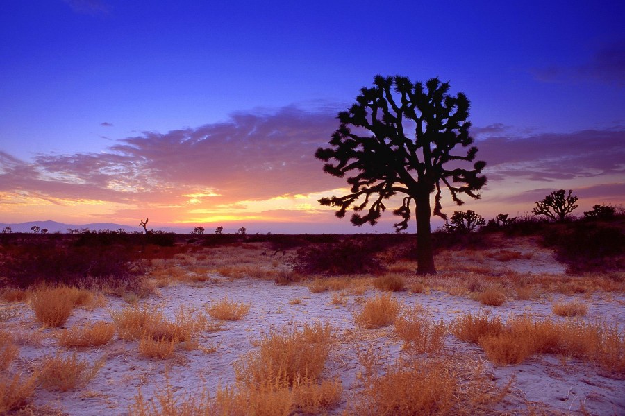 Árbol de Josué en el desierto de Mojave (California)