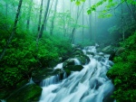 Río fluyendo en un bosque verde