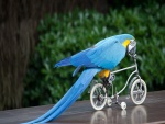 Guacamayo azul en una bicicleta