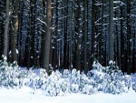 Nieve a la entrada del bosque