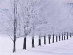 Árboles alineados sobre la nieve