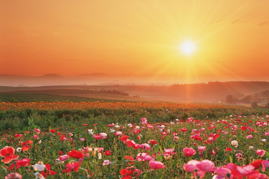 Hermoso amanecer sobre un campo de flores