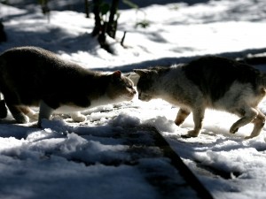 Postal: Dos gatos en la nieve